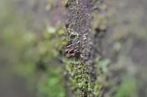 Stemonitopsis subcaespitosa