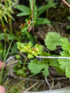 northern golden-saxifrage thumbnail 3
