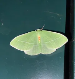 Bank's Emerald Moth thumbnail 3