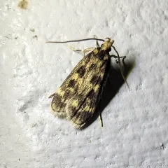 Square-spotted Martyringa Moth thumbnail 3