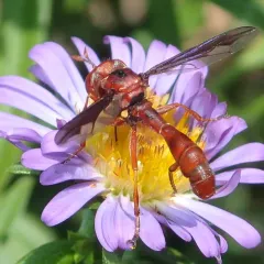 Physocephala burgessi thumbnail 3