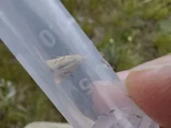 Phtheochroa aureoalbida thumbnail 3