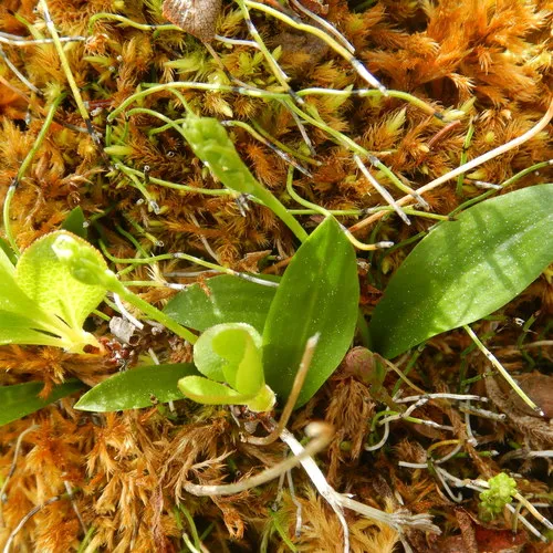 Blunt-leaved Rein Orchid
