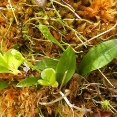 Blunt-leaved Rein Orchid thumbnail 1