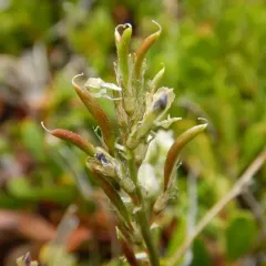 Indian Milkvetch thumbnail 1