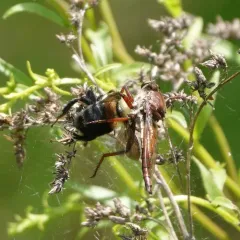 Proctacanthus rufus thumbnail 4