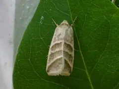 Subflexus Straw Moth thumbnail 4