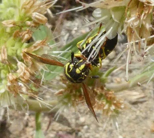 Pseudomasaris zonalis