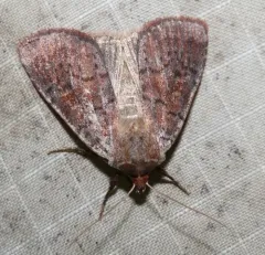 Sundew Cutworm Moth thumbnail 3