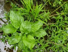 Heartleaf Plantain thumbnail 4