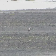 American Golden-Plover thumbnail 2