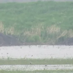 Black-bellied Plover thumbnail 1