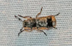 Japanese Fungus Weevil thumbnail 1