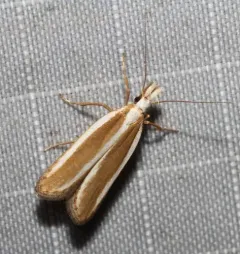 Juniper Webworm Moth thumbnail 3
