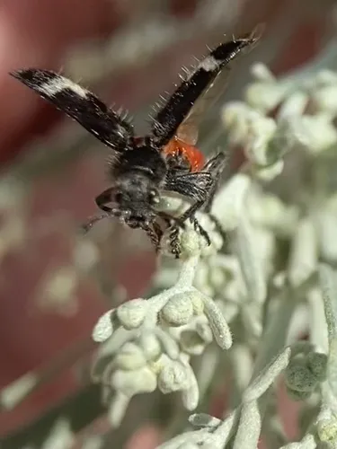 Enoclerus moestus