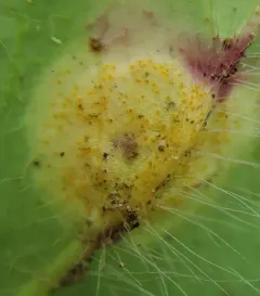 Puccinia hieracii thumbnail 2