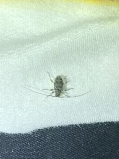Astylidius parvus thumbnail 4