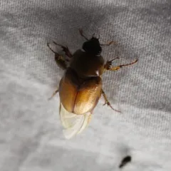 Southern Masked Chafer thumbnail 3