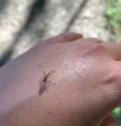 Rhagio gracilis thumbnail 3
