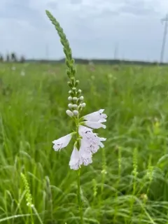 Narrowleaf False Dragonhead thumbnail 2