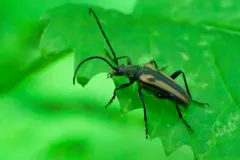 Neanthophylax pubicollis thumbnail 2