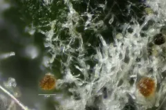 Ampelomyces quisqualis thumbnail 3