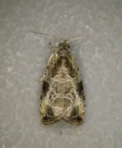 Olethreutes mediopartitum thumbnail 3