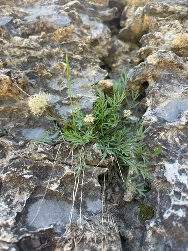 Musineon naomiensis
