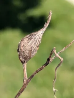 Neolasioptera convolvuli thumbnail 3