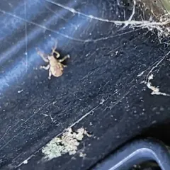 Peach Root Weevil thumbnail 3