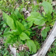 Swamp Goldenrod thumbnail 2