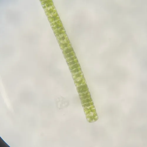 Hyalotheca dissiliens