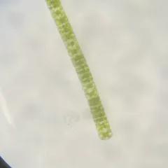 Hyalotheca dissiliens thumbnail 1
