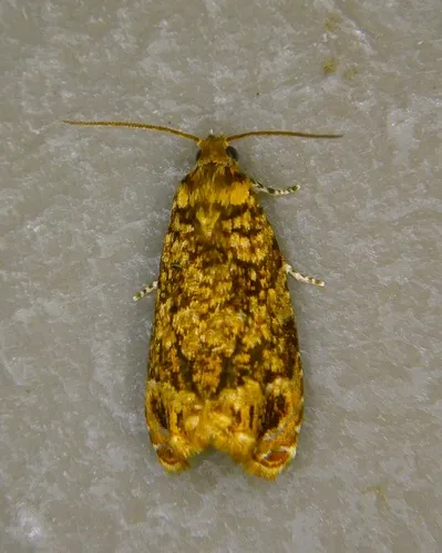 Eucosmomorpha nearctica