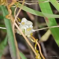 Five Angled Dodder thumbnail 2