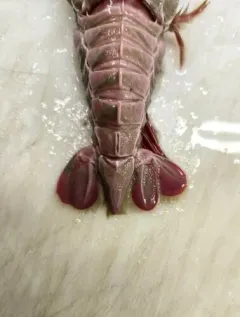 Flatback Lobster thumbnail 2