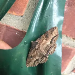 Lunate Zale Moth thumbnail 2