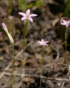 Muehlenberg's Centaury thumbnail 4