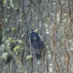 Williamson's Sapsucker thumbnail 4
