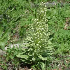 monument plant thumbnail 3