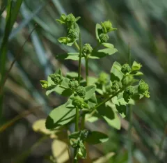 Reticulate-seeded Spurge thumbnail 3