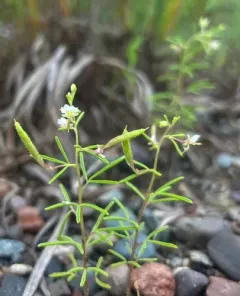 James' Clammyweed thumbnail 3