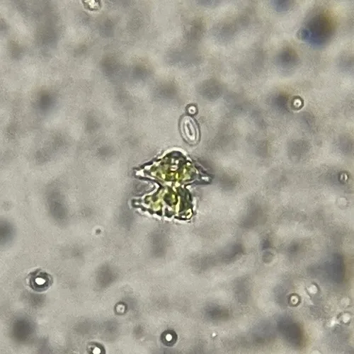 Staurastrum cyrtocerum