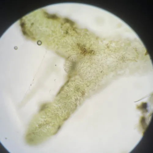 Chaetophora lobata