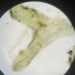 Chaetophora lobata thumbnail 1
