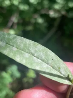 Podosphaera collomiae thumbnail 1