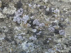 Desert Rockscab Lichen thumbnail 4