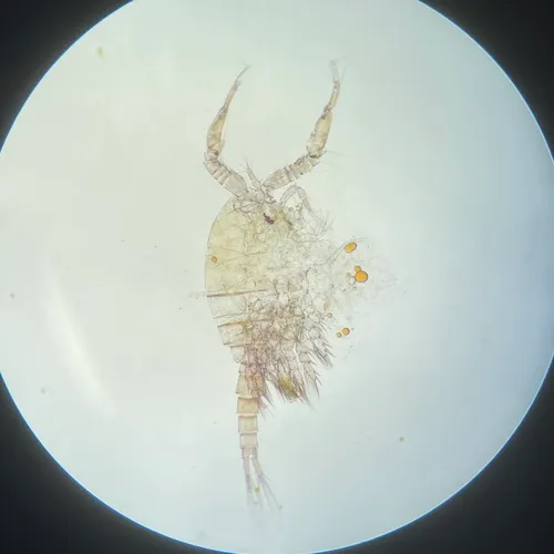 Orthocyclops modestus