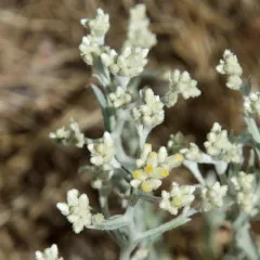 Northwestern rabbit-tobacco thumbnail 4