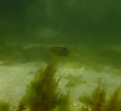 Striped Surfperch thumbnail 4